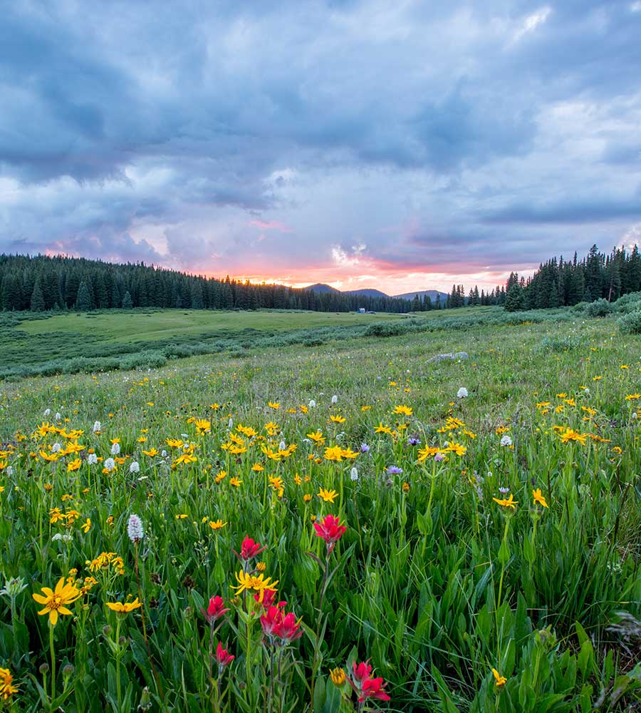 a field of flowers with pine trees and mountains in the distance.