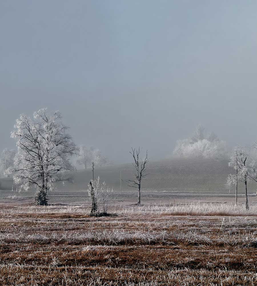 field and trees covered in frost and ice with an overcast sky and fog.