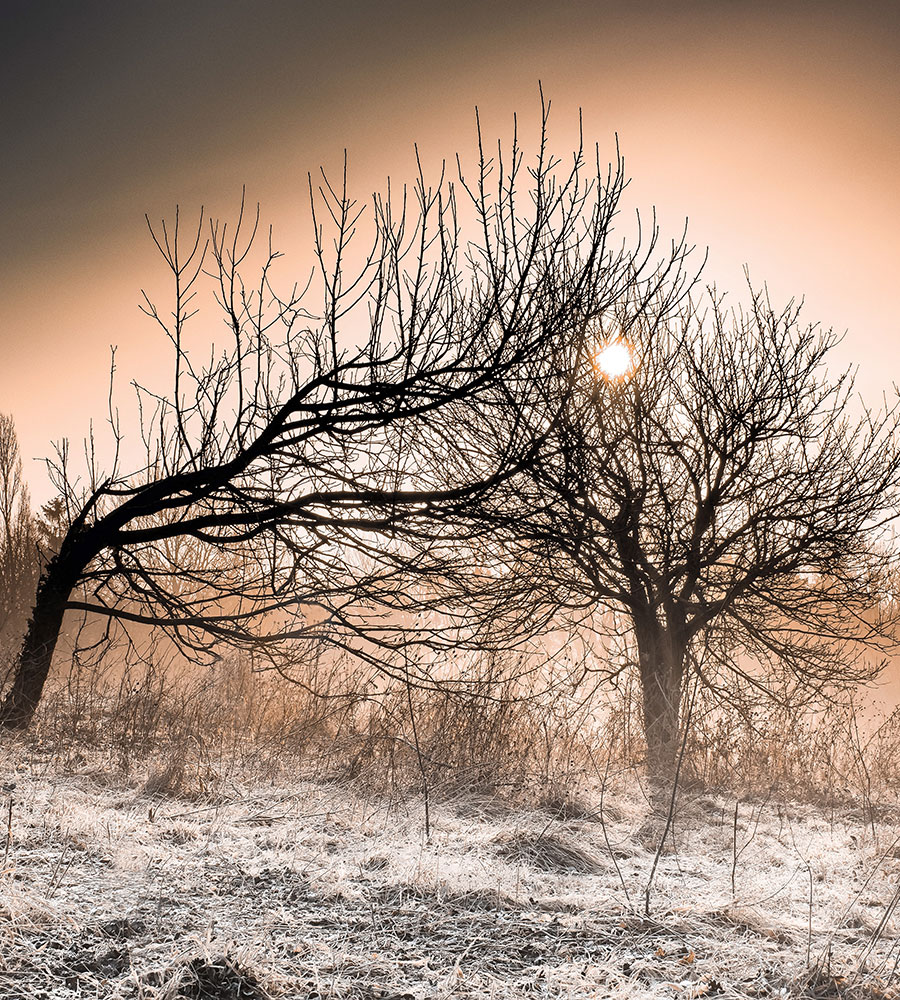 two barren trees leaning into each other with sun shining through and frost on the ground.