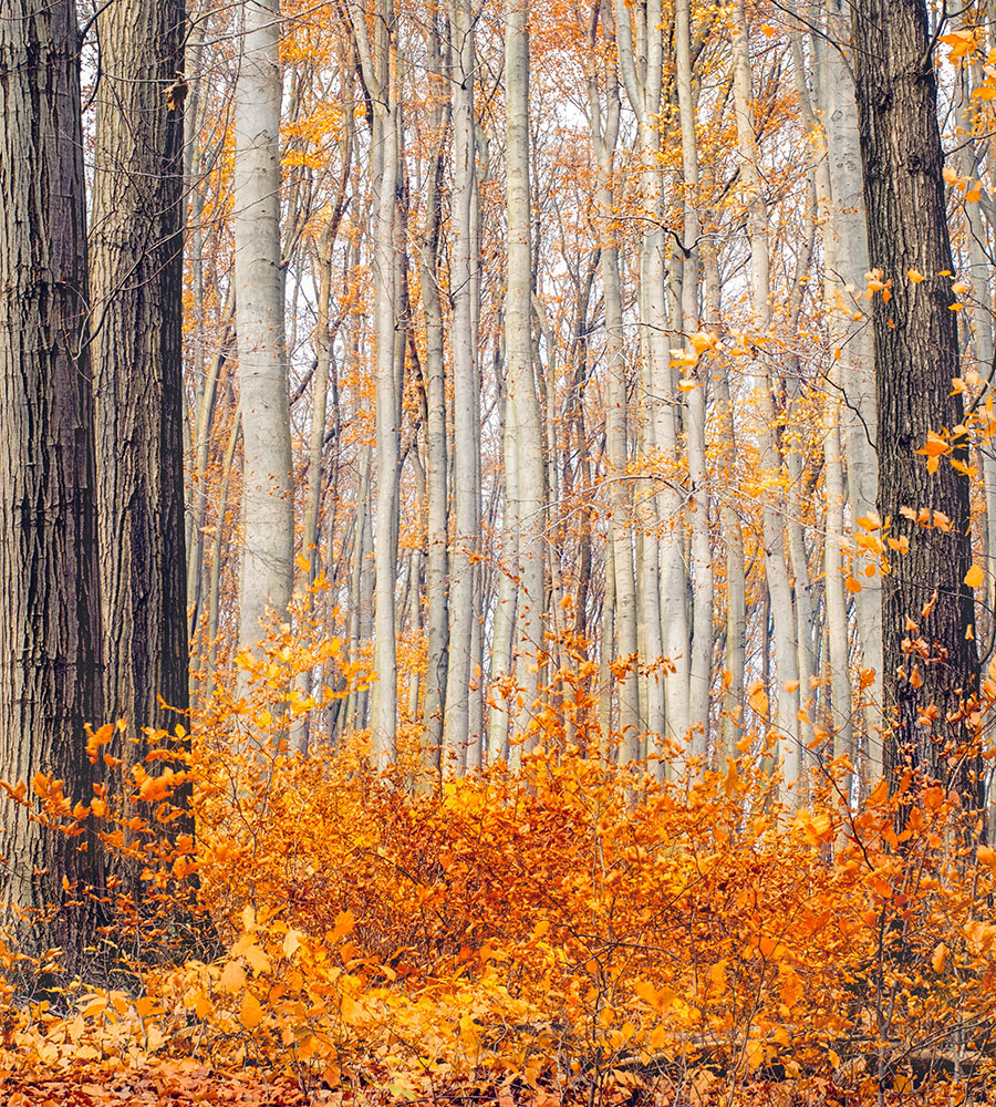 a view through tall trees with orange and yellow leaves all over the ground.